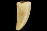 Serrated, Raptor Tooth - Real Dinosaur Tooth #89128-1
